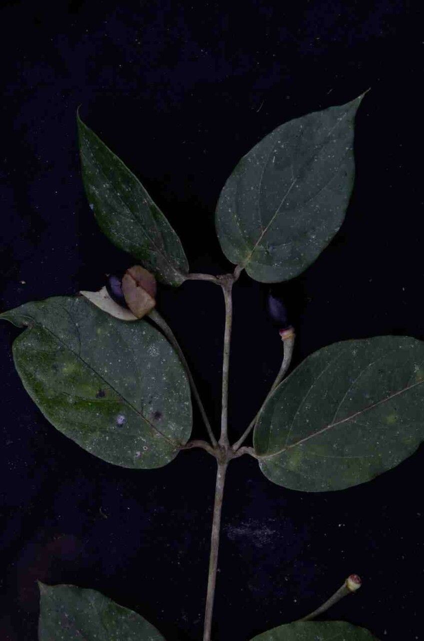 Mendoncia puberula fruit