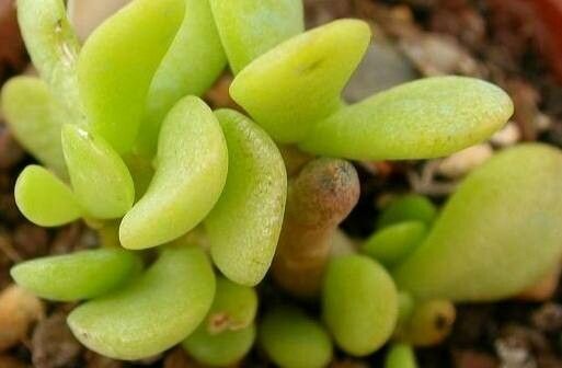 Adromischus nanus — houseplant care guide