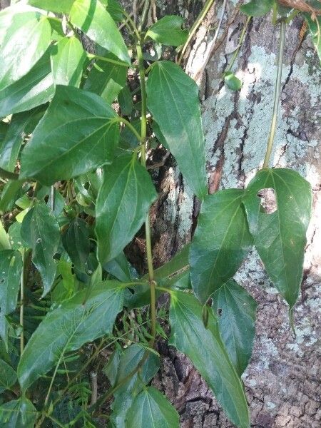 Mikania glomerata — houseplant care guide