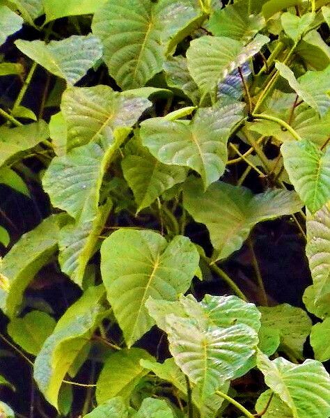 Decalobanthus peltatus — search result for 'Merremia'