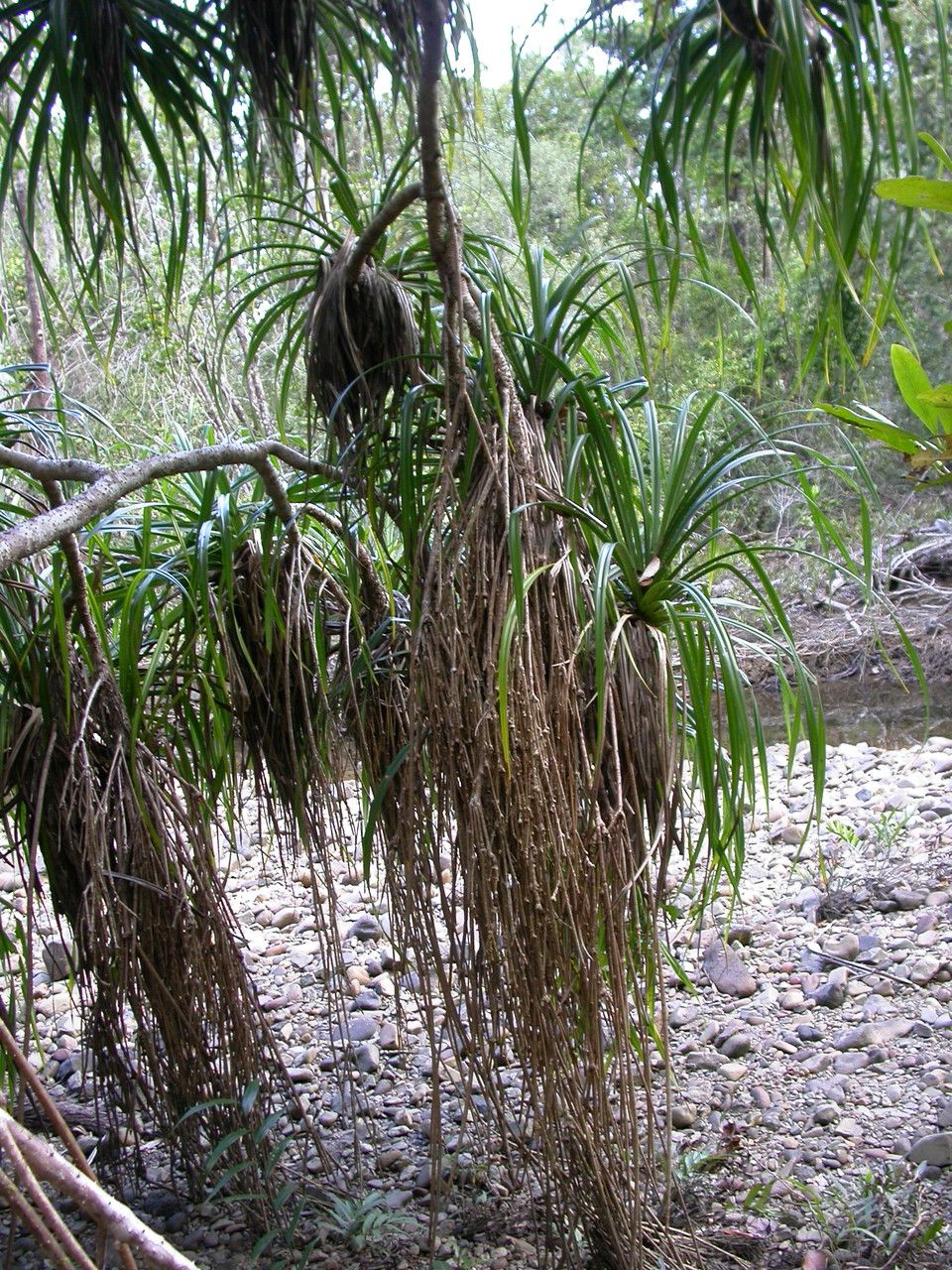 Pandanus tectorius leaf