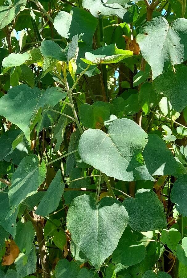 Croton urucurana — houseplant care guide