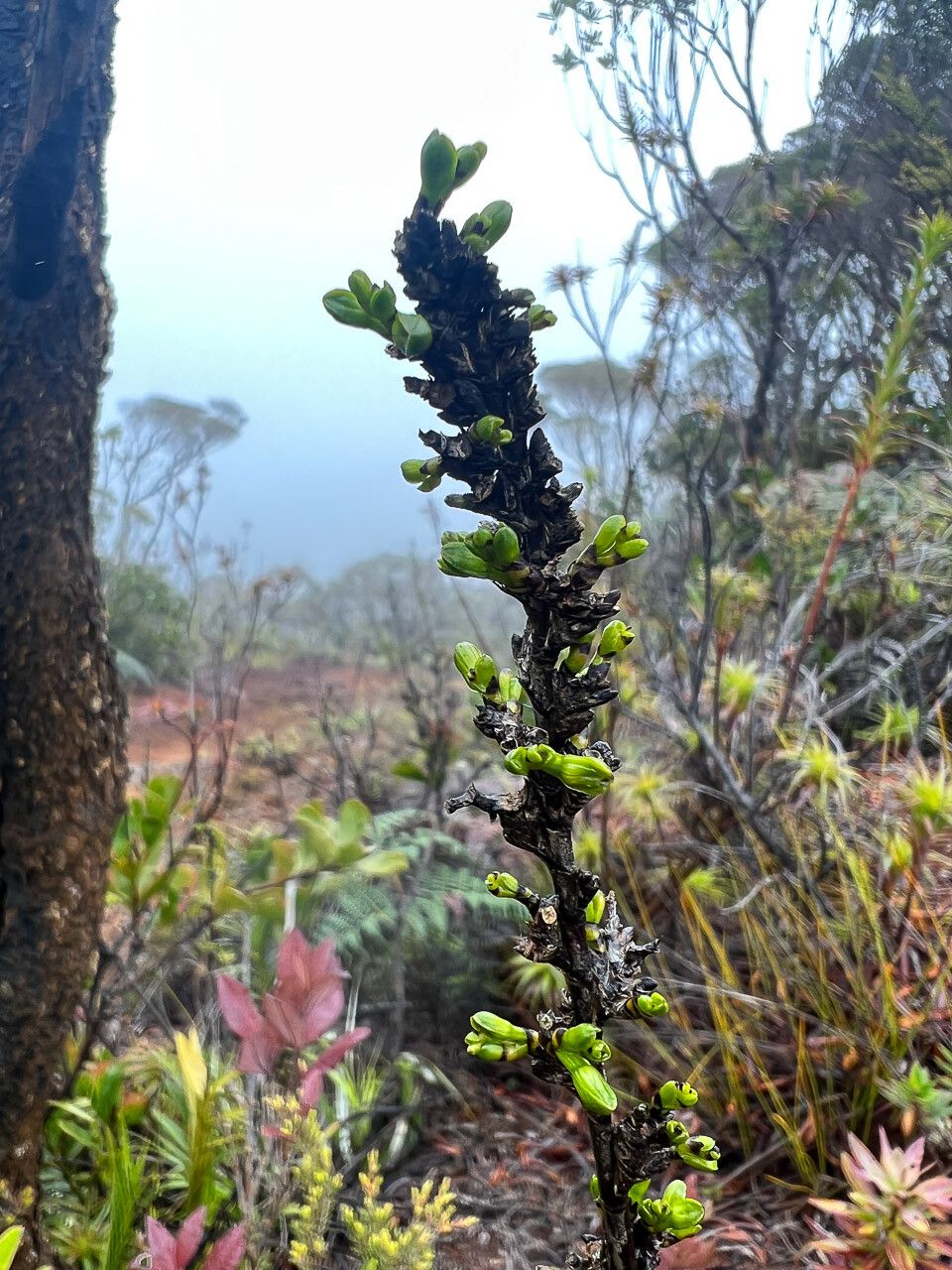Earina deplanchei fruit