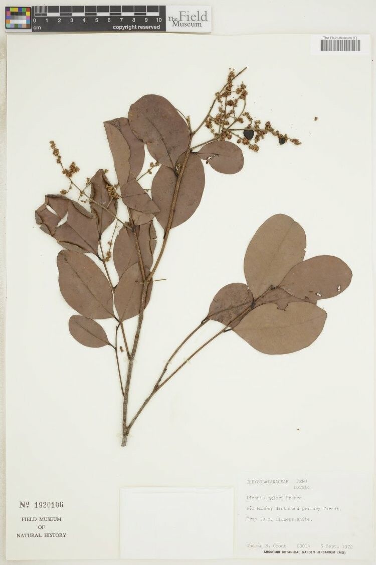 Moquilea egleri — related species from the same genus