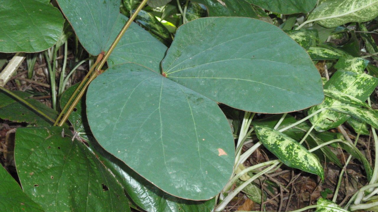 Bauhinia vahlii — search result for 'Bauhinia'