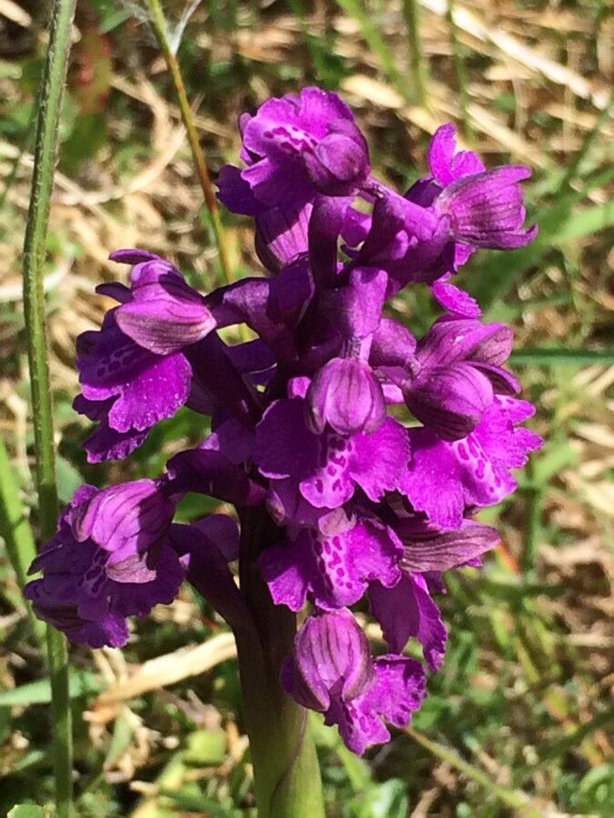 Anacamptis morio flower