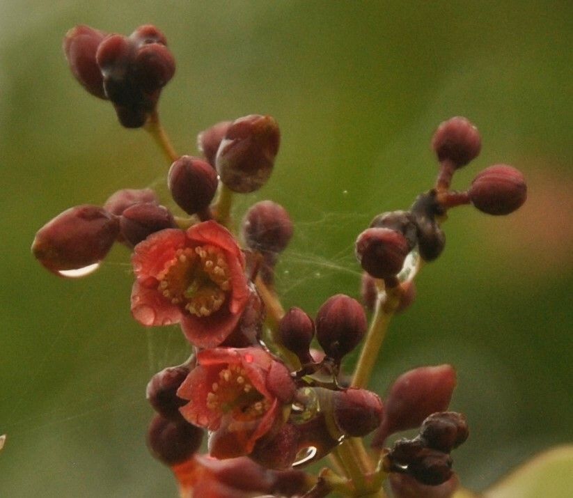 Cratoxylum cochinchinense flower