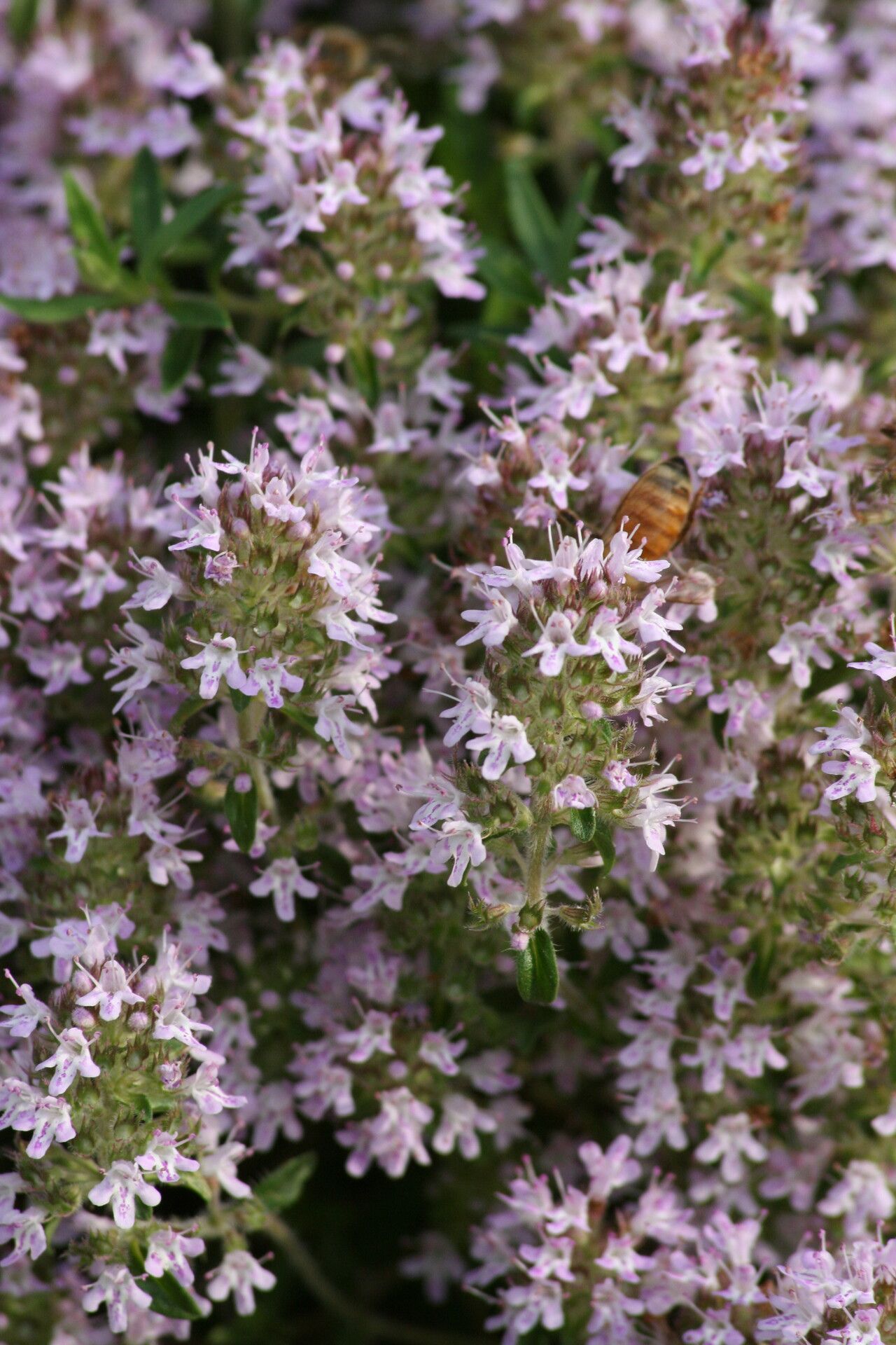 Thymus odoratissimus — houseplant care guide