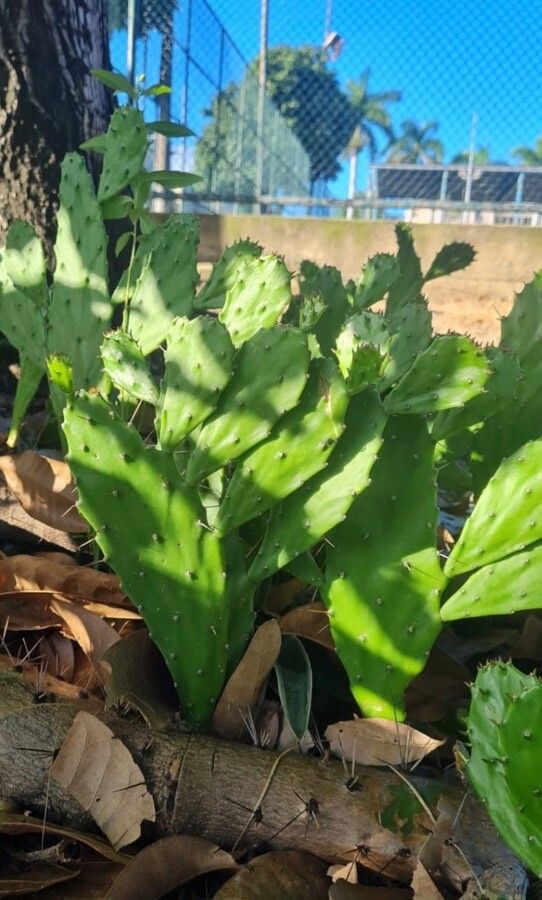 Nopalea cochenillifera leaf