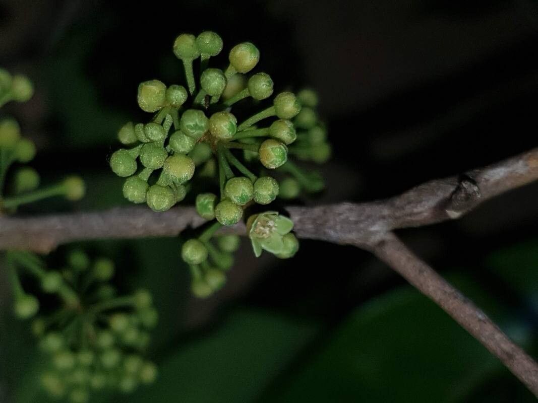 Pouteria amygdalicarpa flower