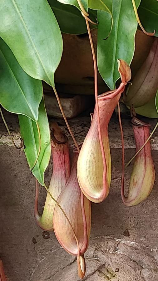 Nepenthes spp. flower