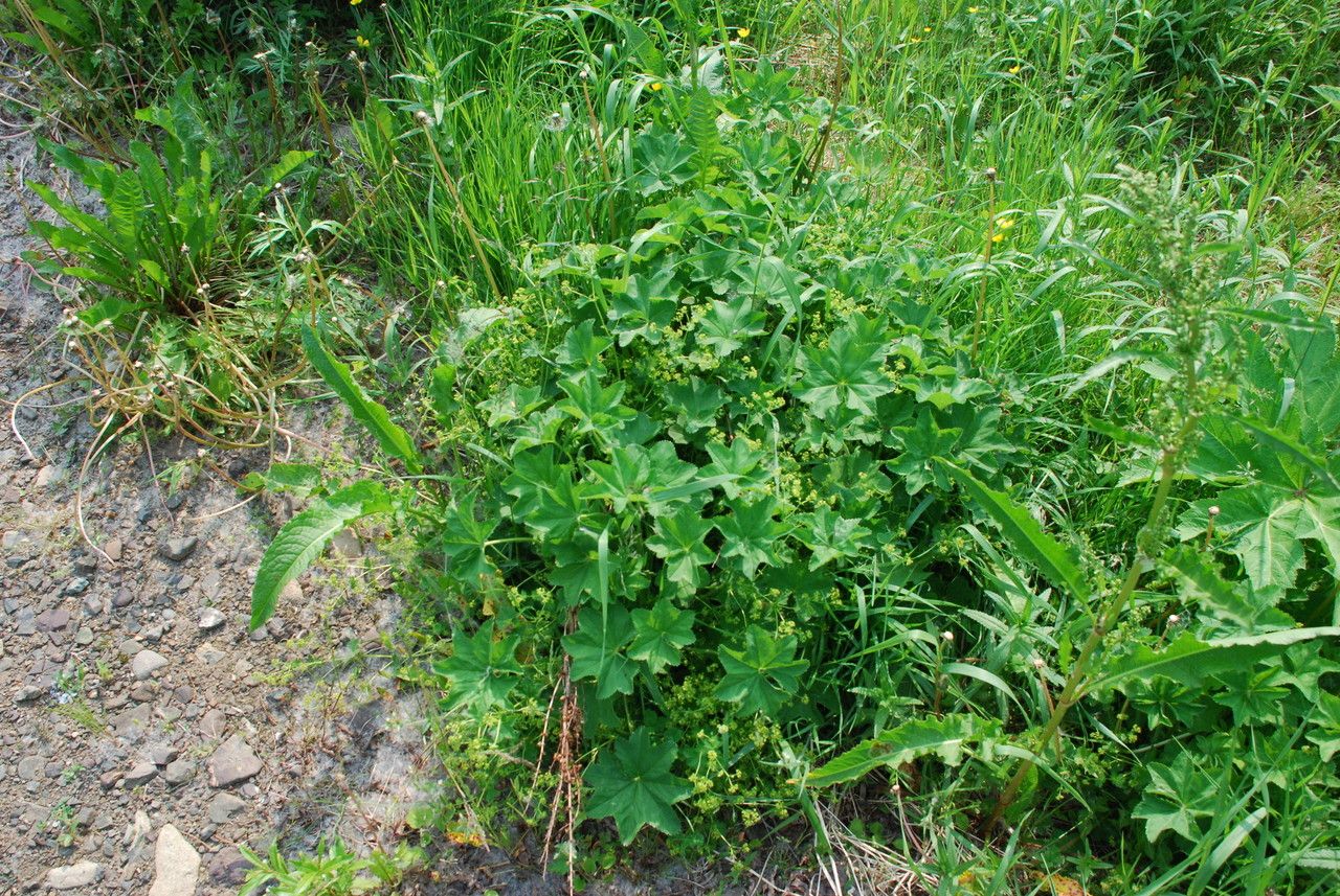 Alchemilla subcrenata habit
