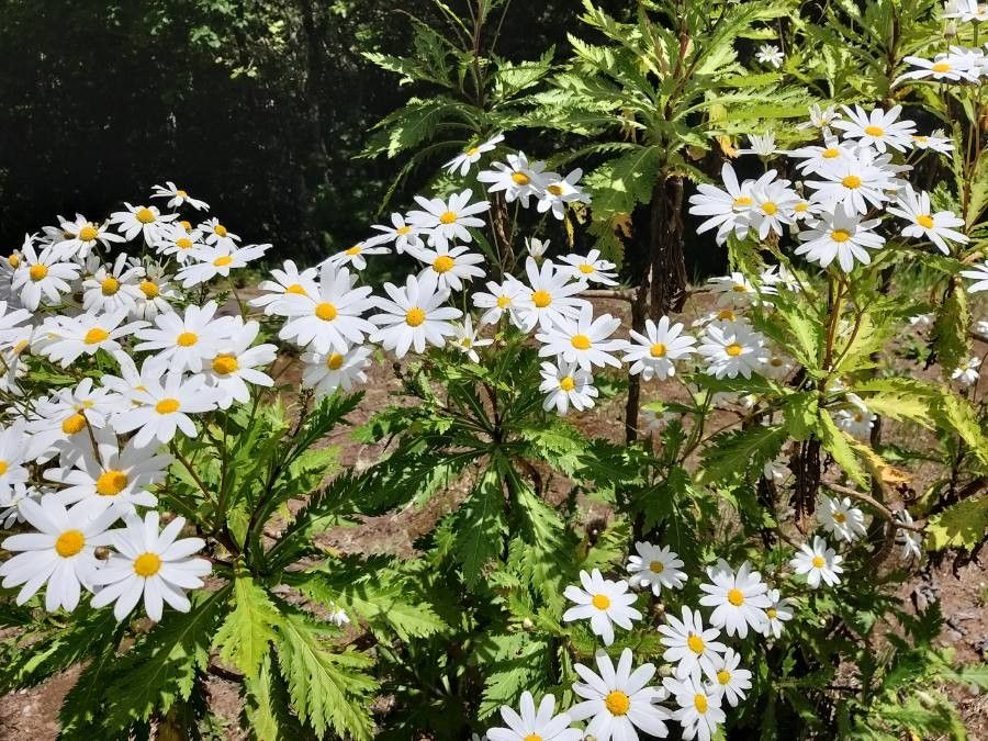 Argyranthemum pinnatifidum flower