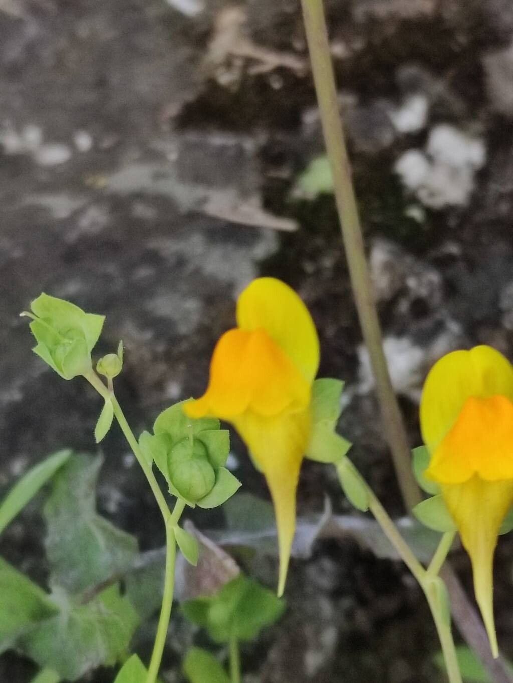 Linaria platycalyx flower
