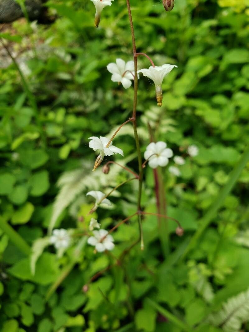 Vancouveria hexandra flower