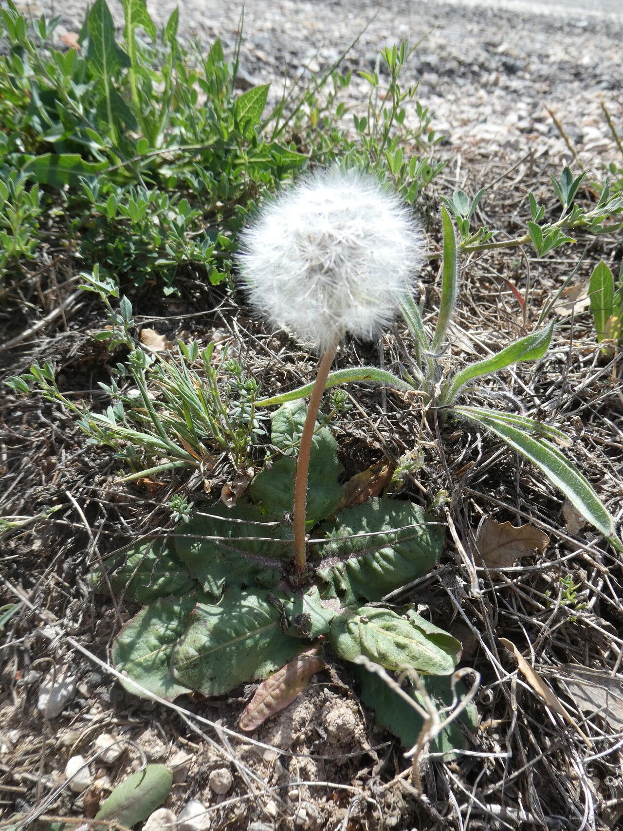 Taraxacum obovatum fruit