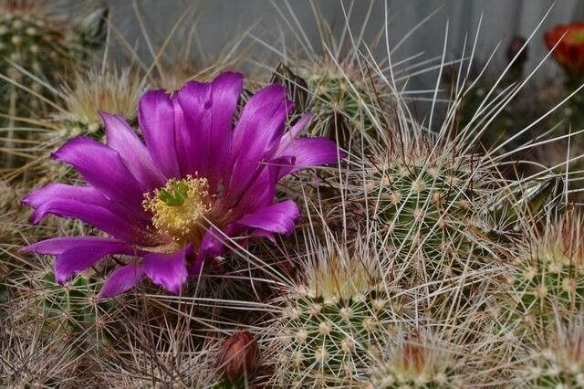 Echinocereus apachensis — related species from the same genus