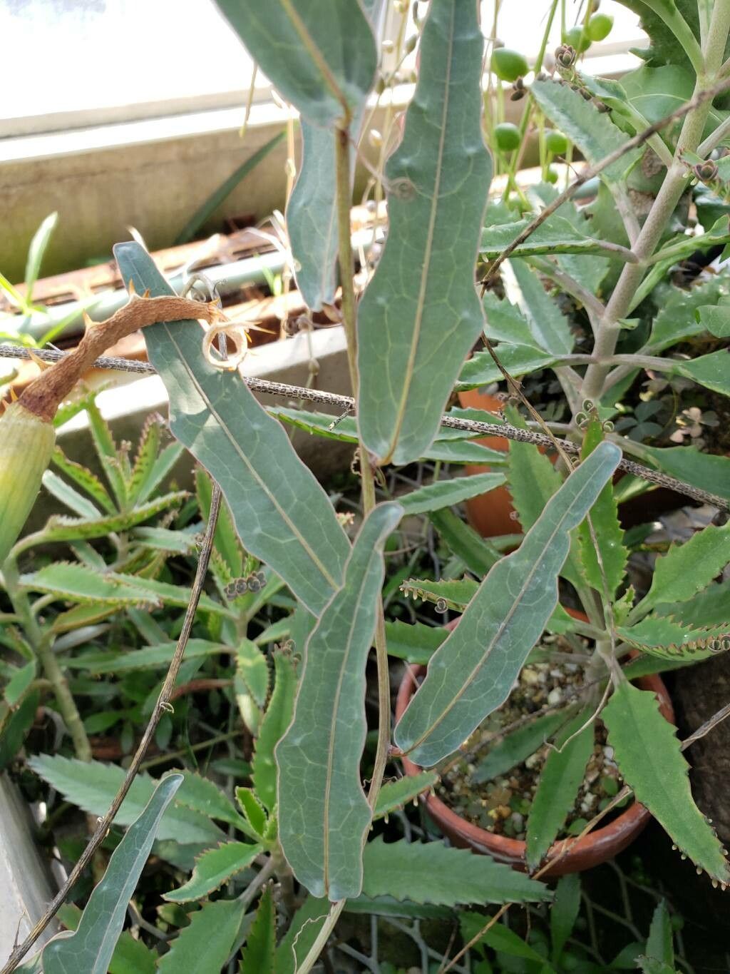 Adenia repanda — houseplant care guide