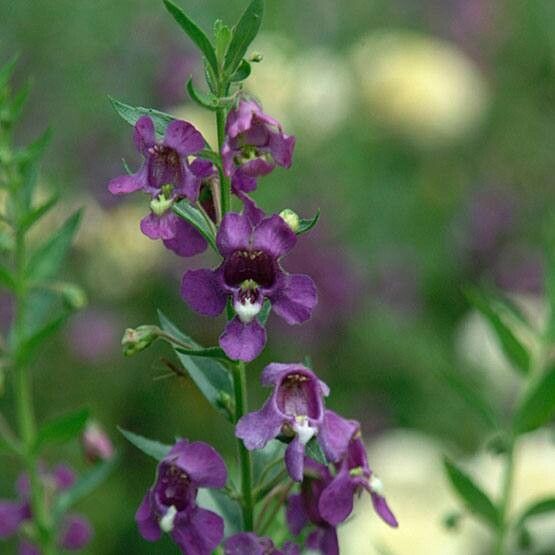 Angelonia biflora flower
