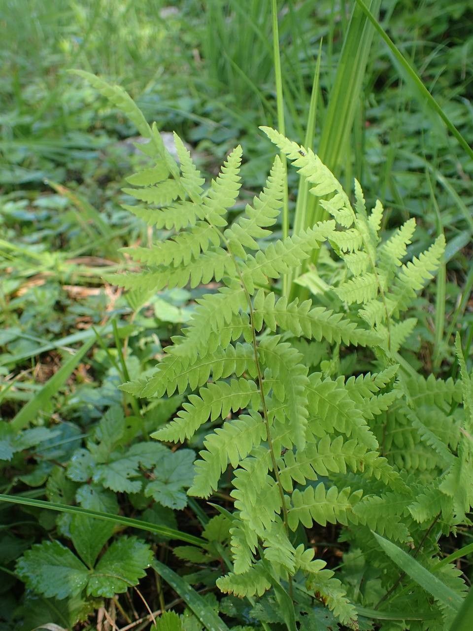 Thelypteris confluens habit