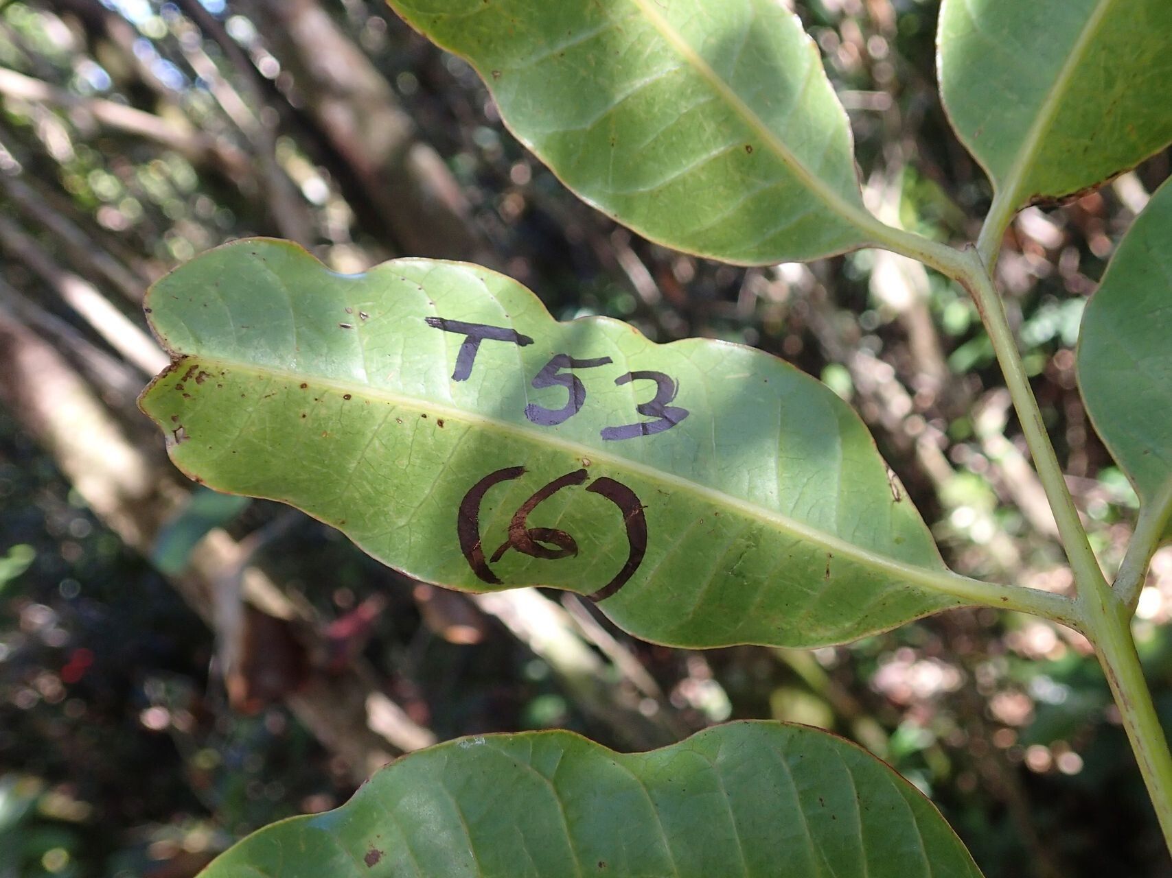 Euroschinus elegans leaf