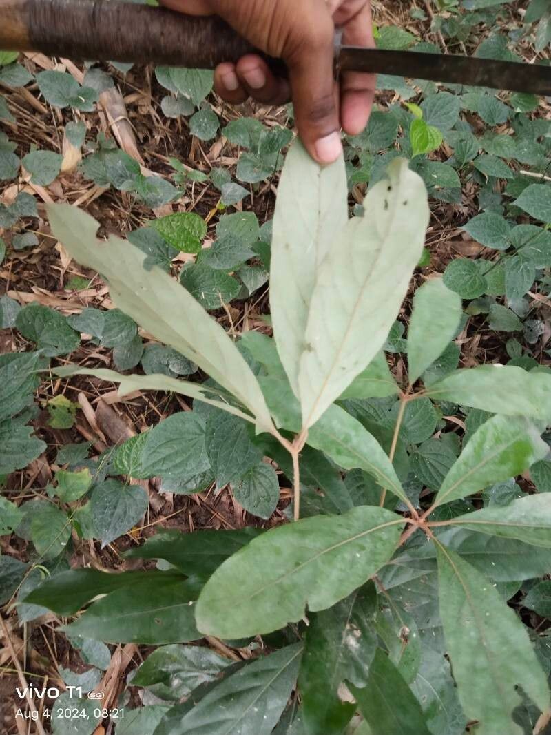 Actinodaphne angustifolia leaf