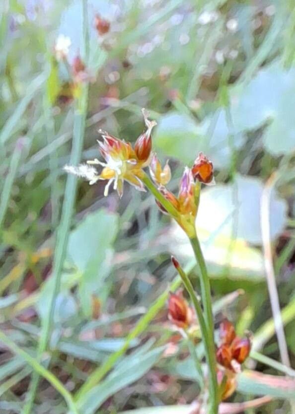 Juncus scheuchzerioides — search result for 'Juncus'