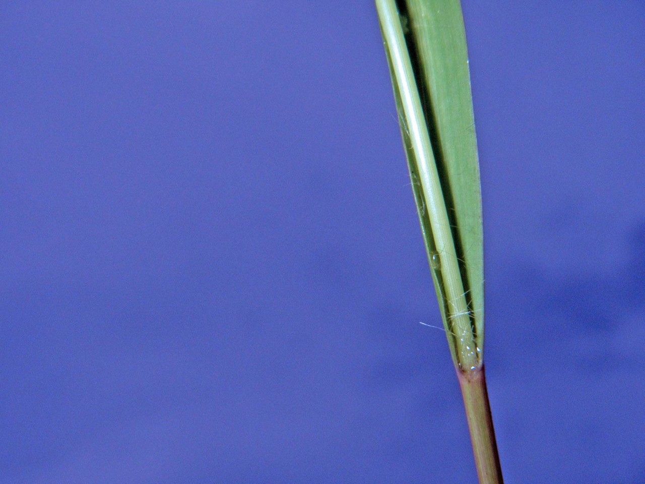 Eragrostis acutiflora other