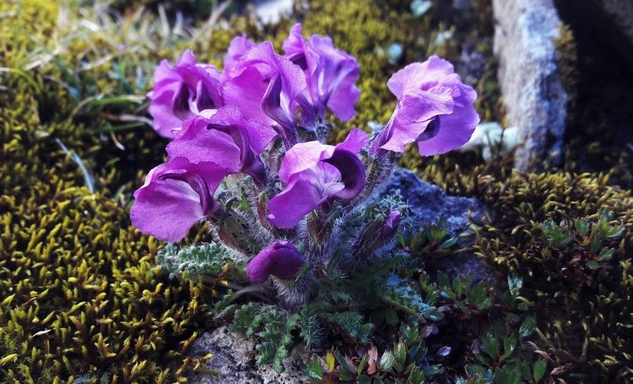 Oxytropis wrangelii — houseplant care guide