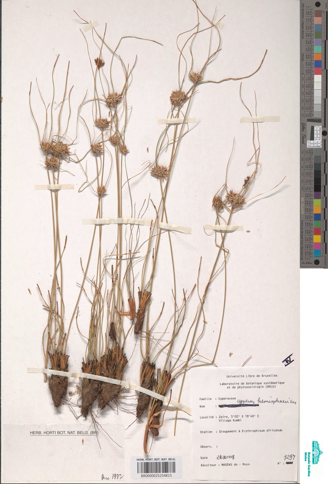 Cyperus hensii — houseplant care guide