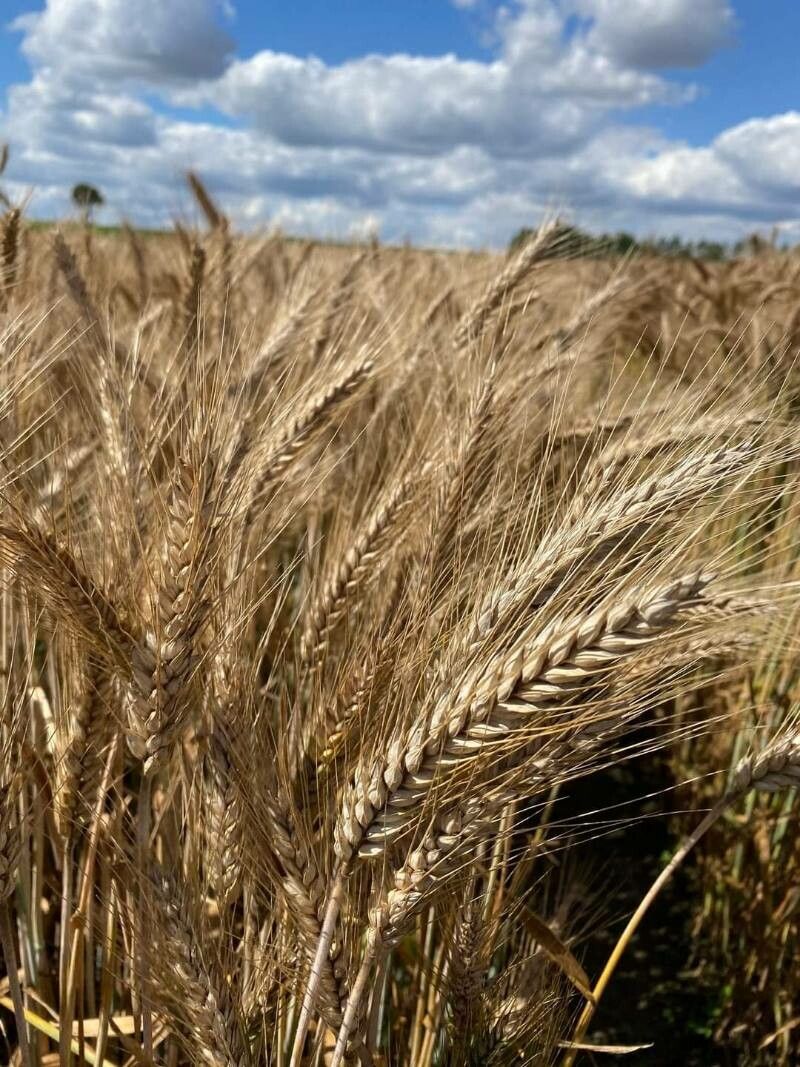 Triticum monococcum fruit