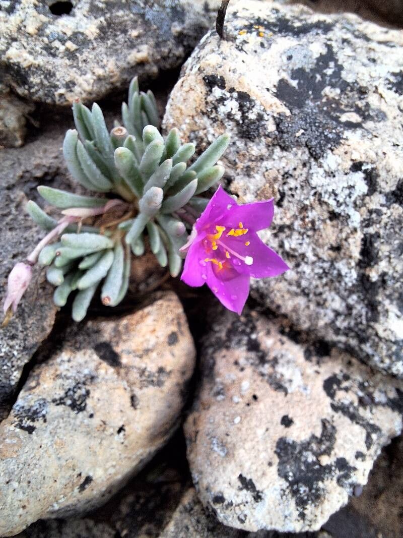 Phemeranthus brevicaulis — related species from the same genus