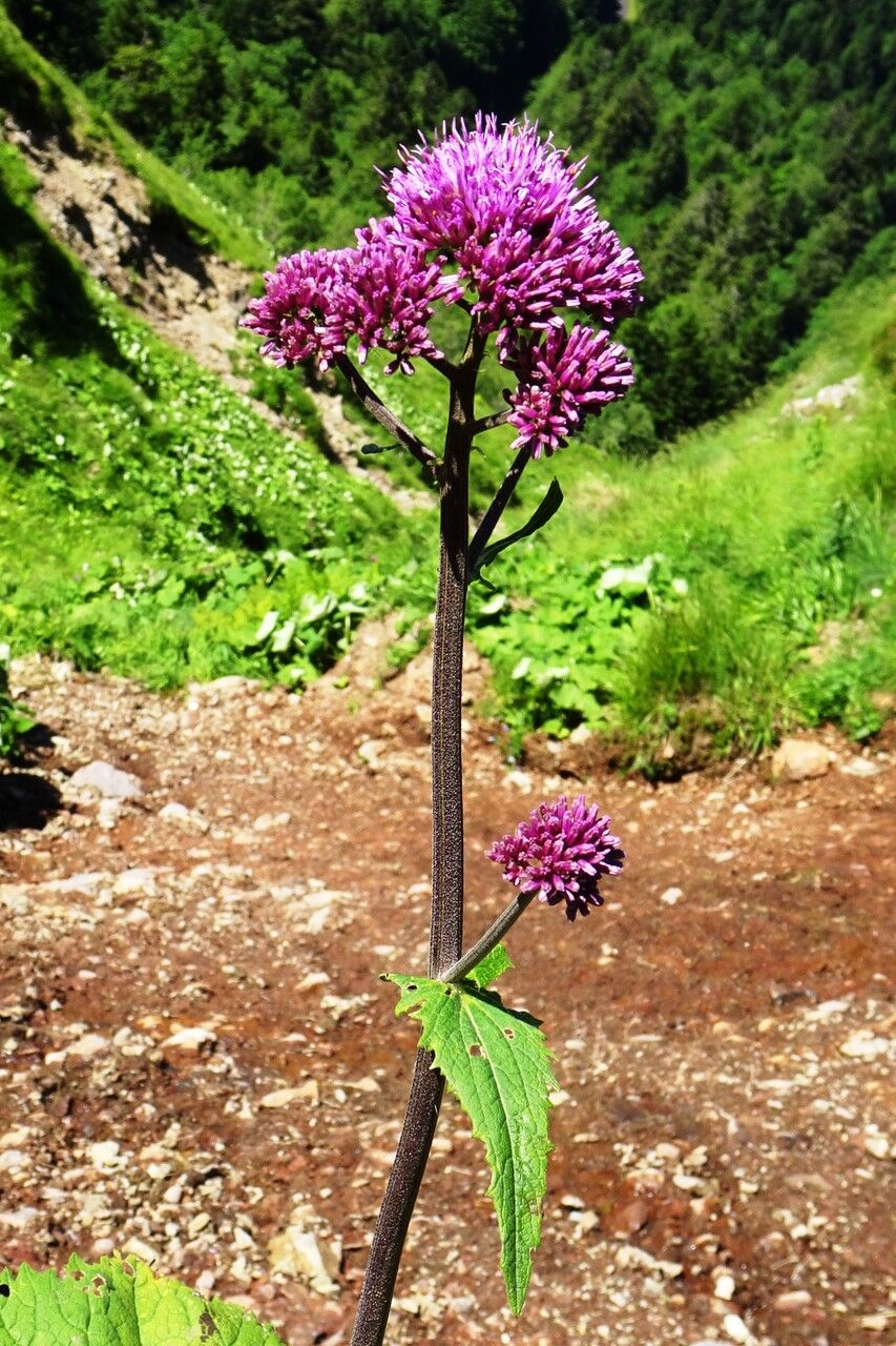 Adenostyles alliariae flower