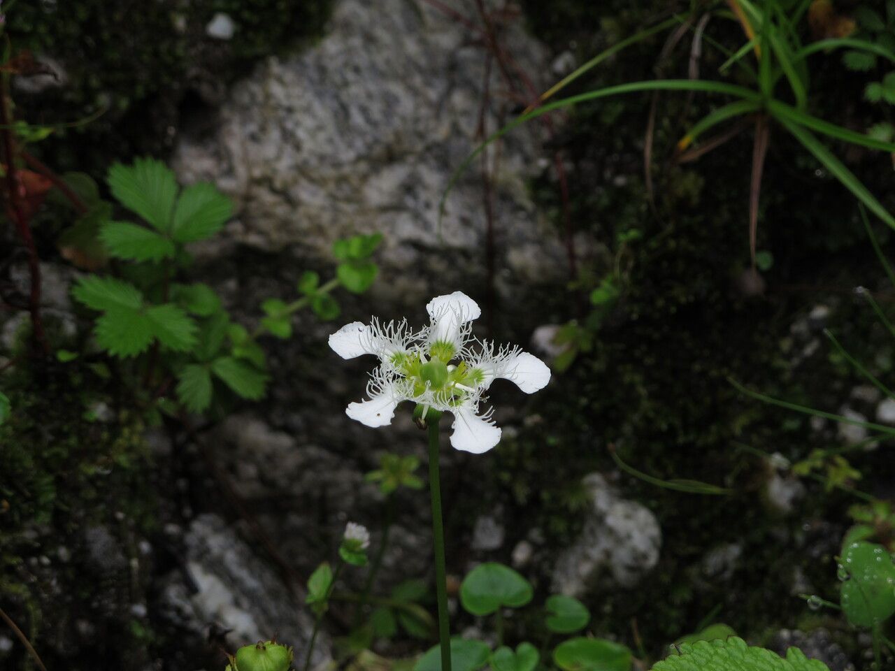 Parnassia wightiana habit