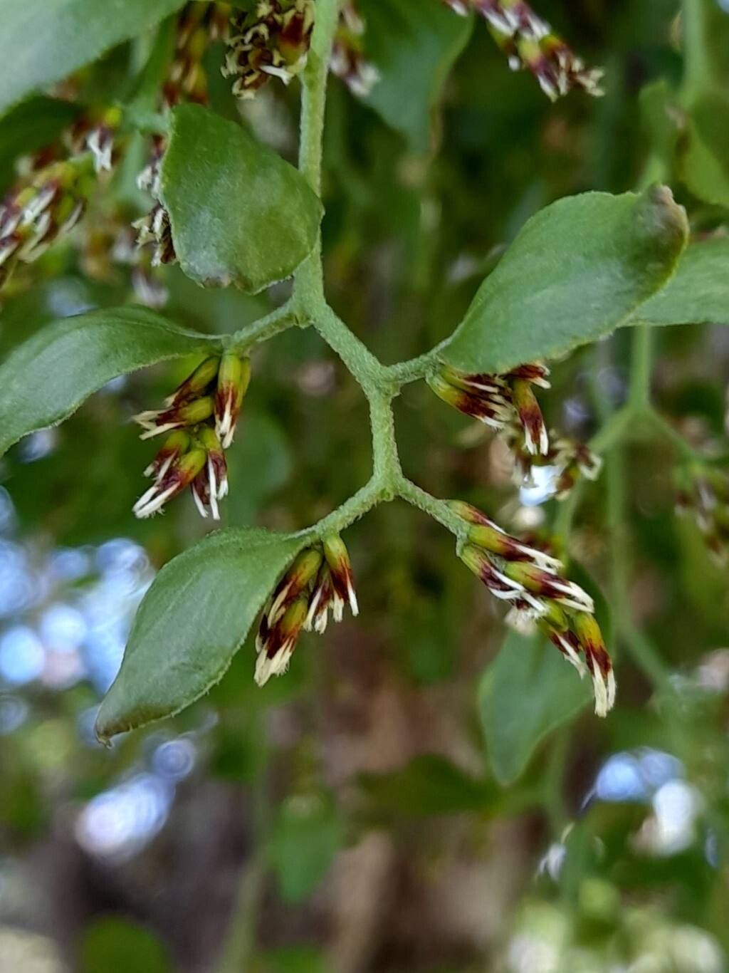 Misodendrum oblongifolium other