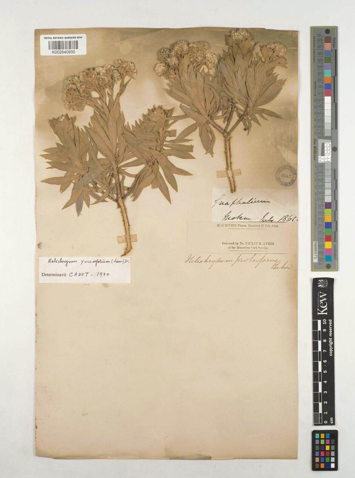 Helichrysum yuccifolium — houseplant care guide