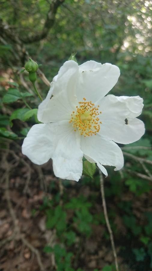 Rosa x pervirens flower