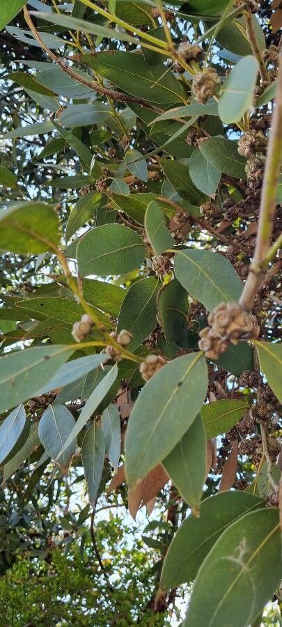 Eucalyptus kitsoniana — houseplant care guide