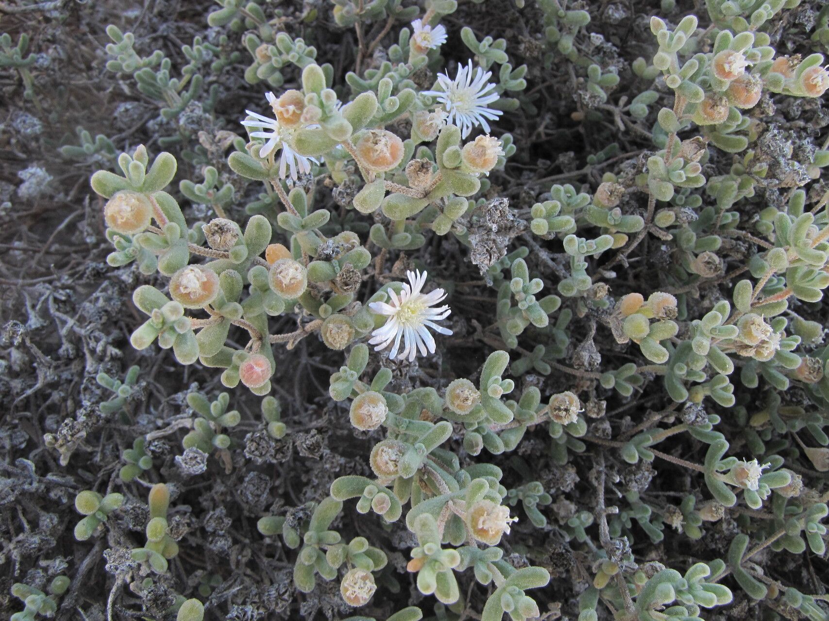 Drosanthemum luederitzii — search result for 'Drosanthemum'