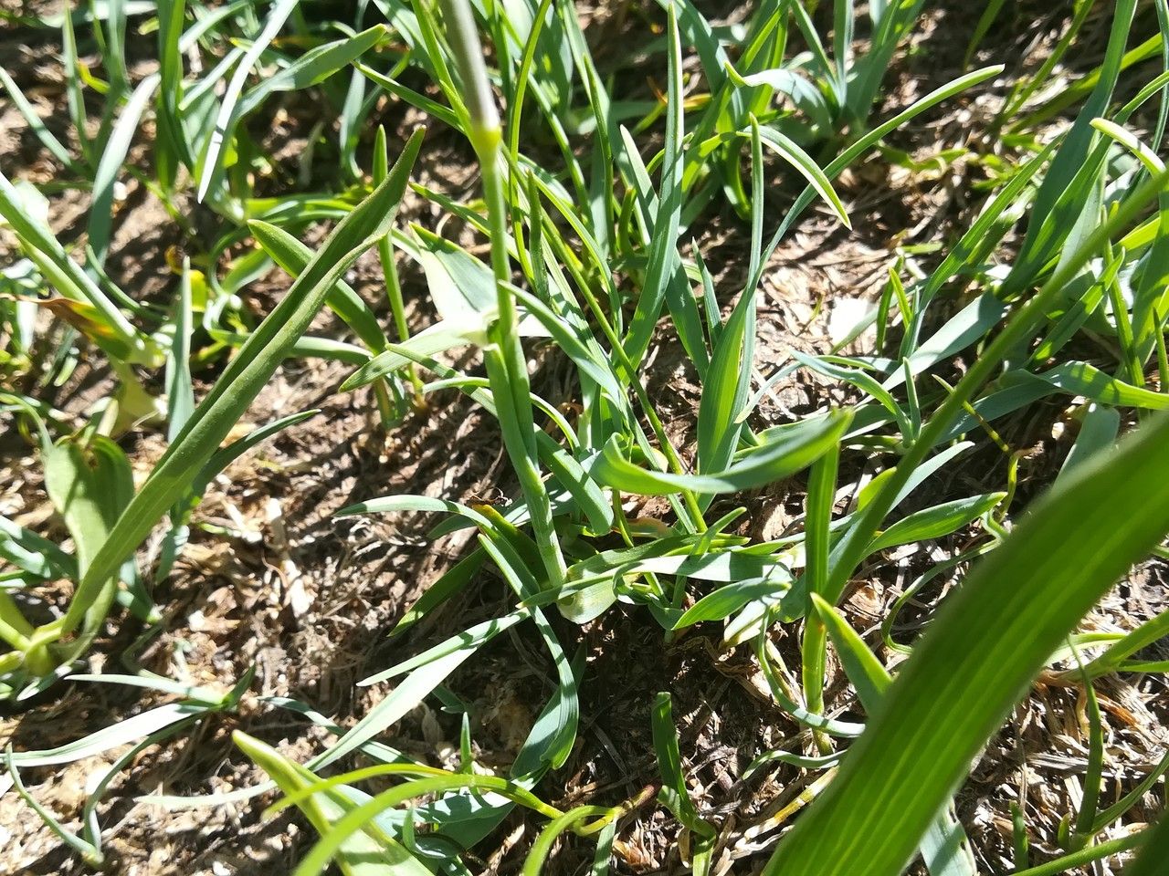 Alopecurus gerardi — search result for 'Alopecurus'