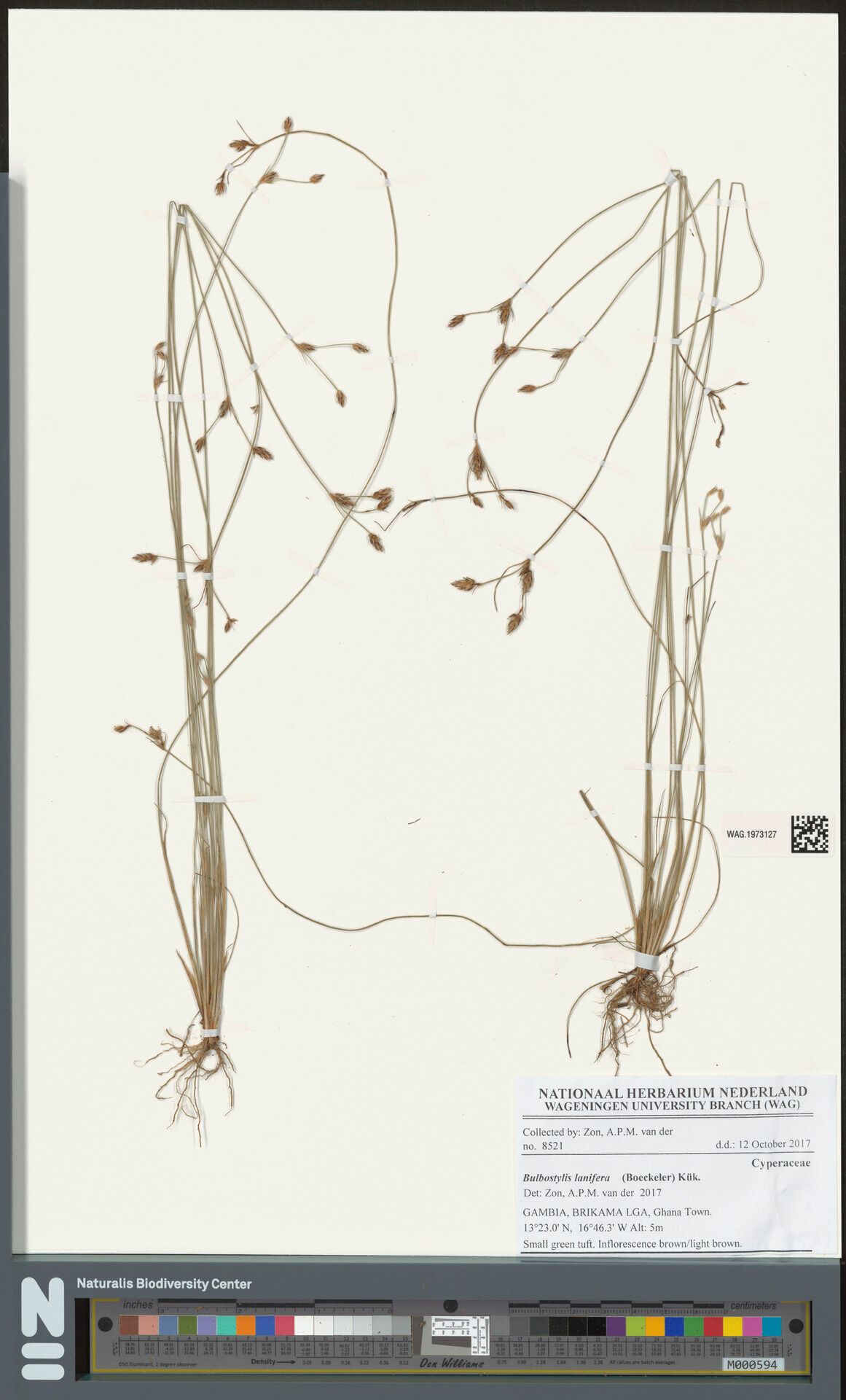 Bulbostylis lanifera — houseplant care guide