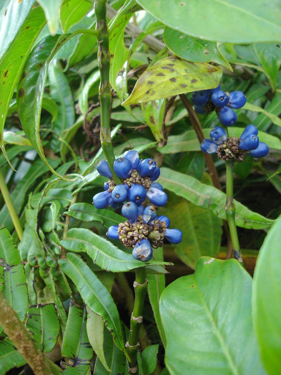 Psychotria aubletiana habit