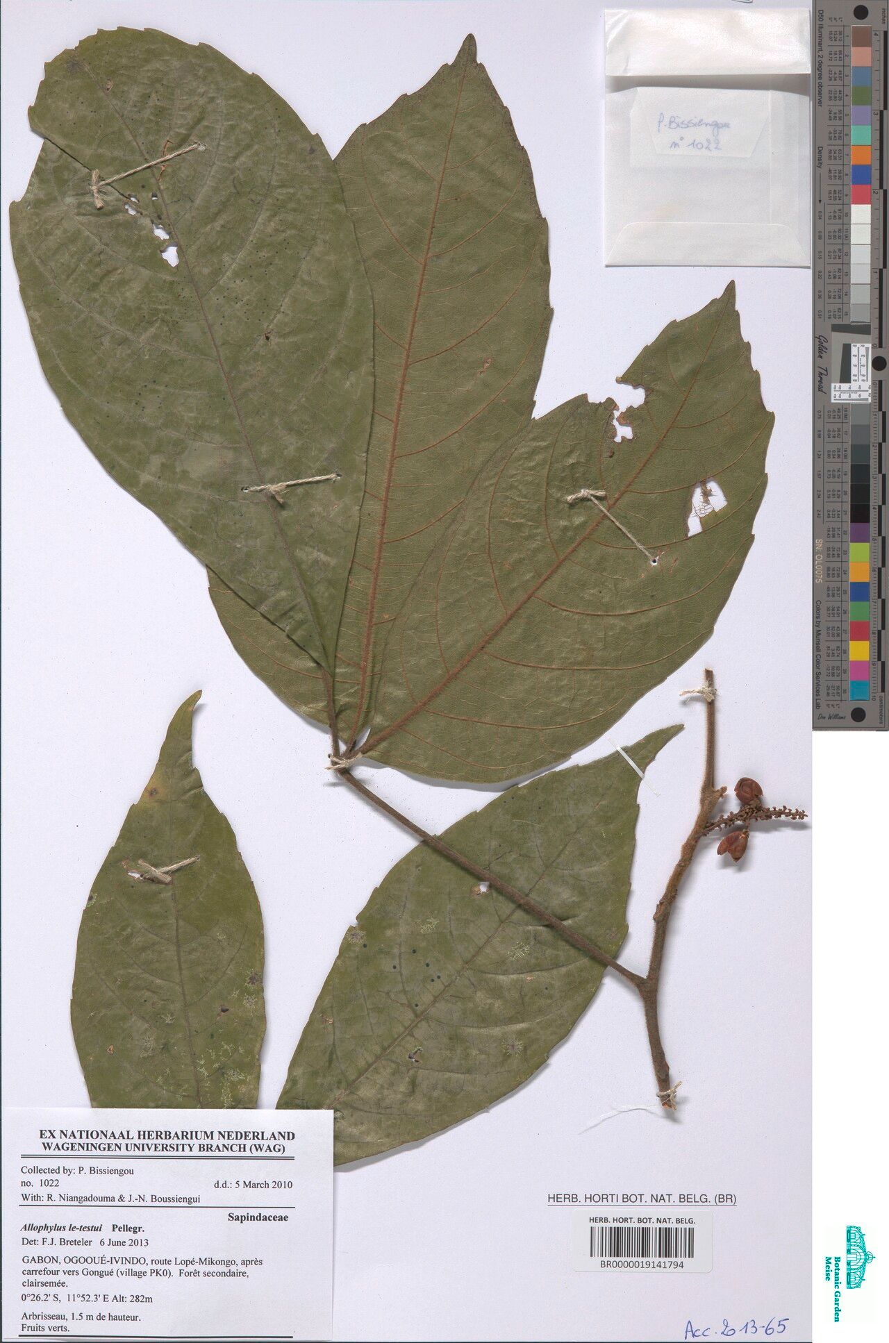 Allophylus letestui — houseplant care guide