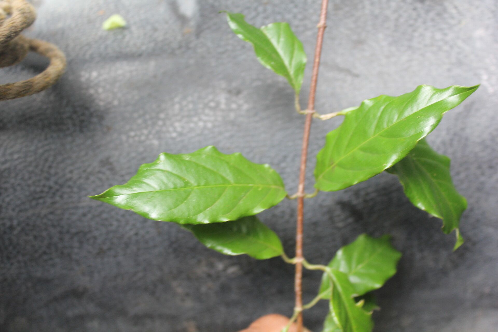 Tetrapterys schiedeana leaf