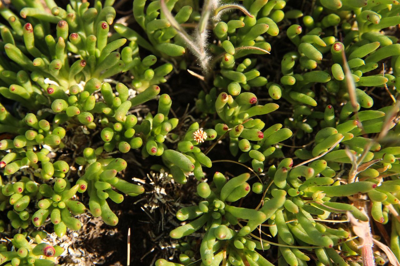 Phemeranthus spinescens habit