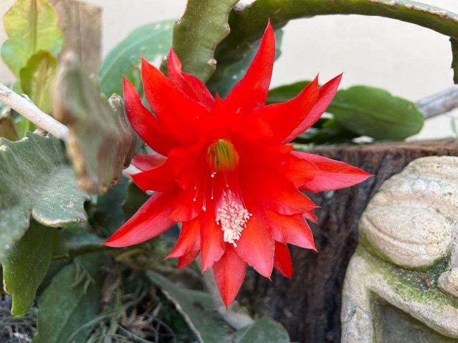 Epiphyllum hookeri flower