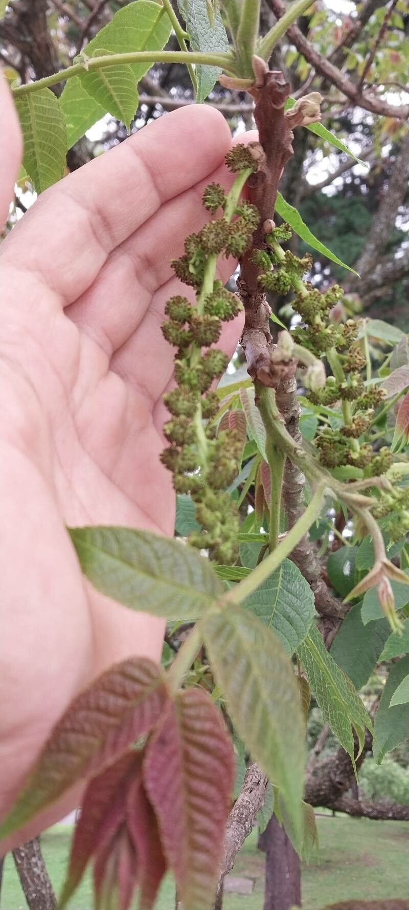 Cedrela salvadorensis flower