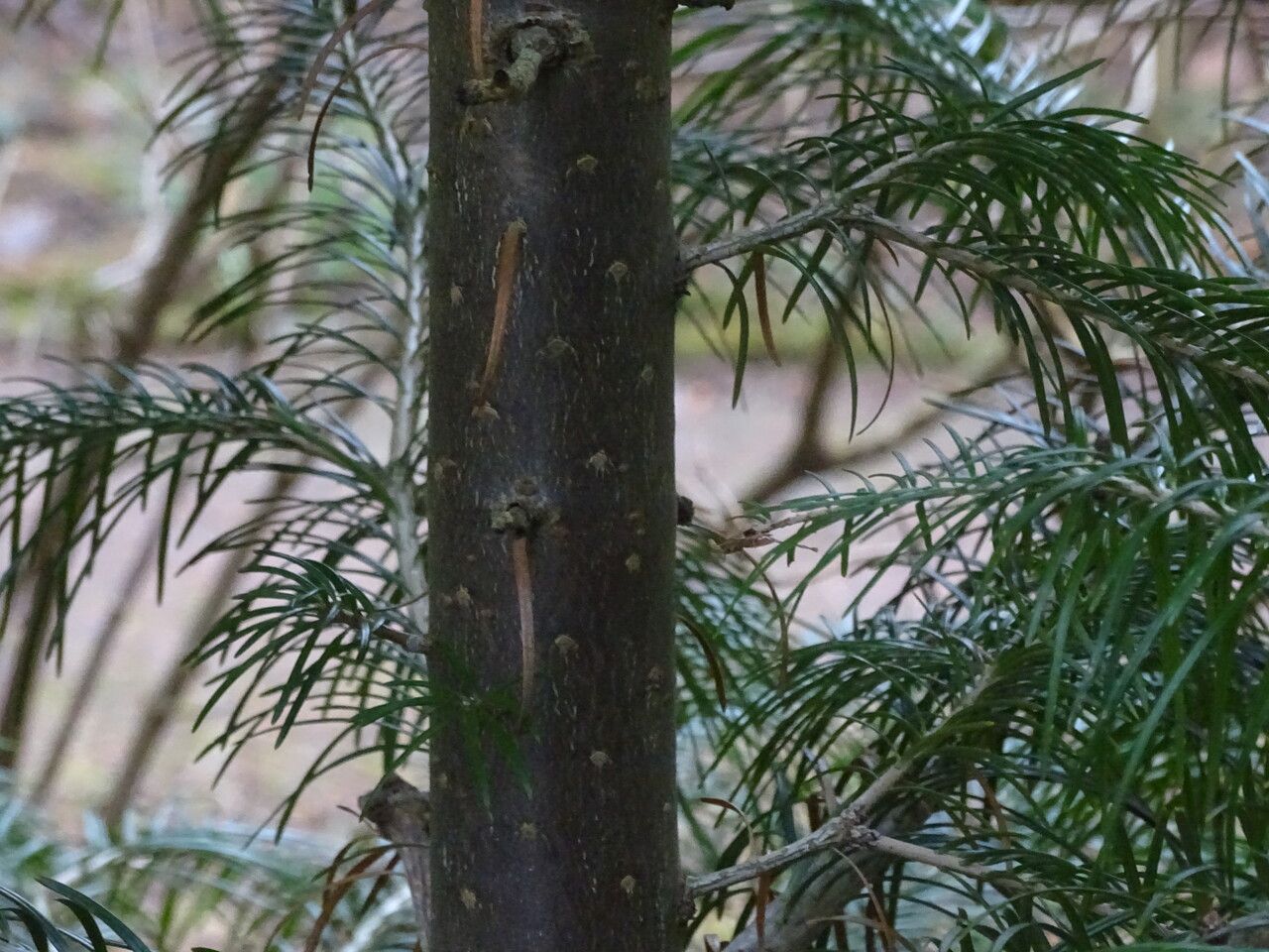 Picea crassifolia bark