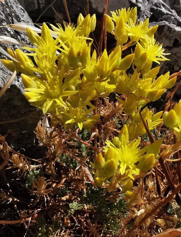 Petrosedum amplexicaule flower