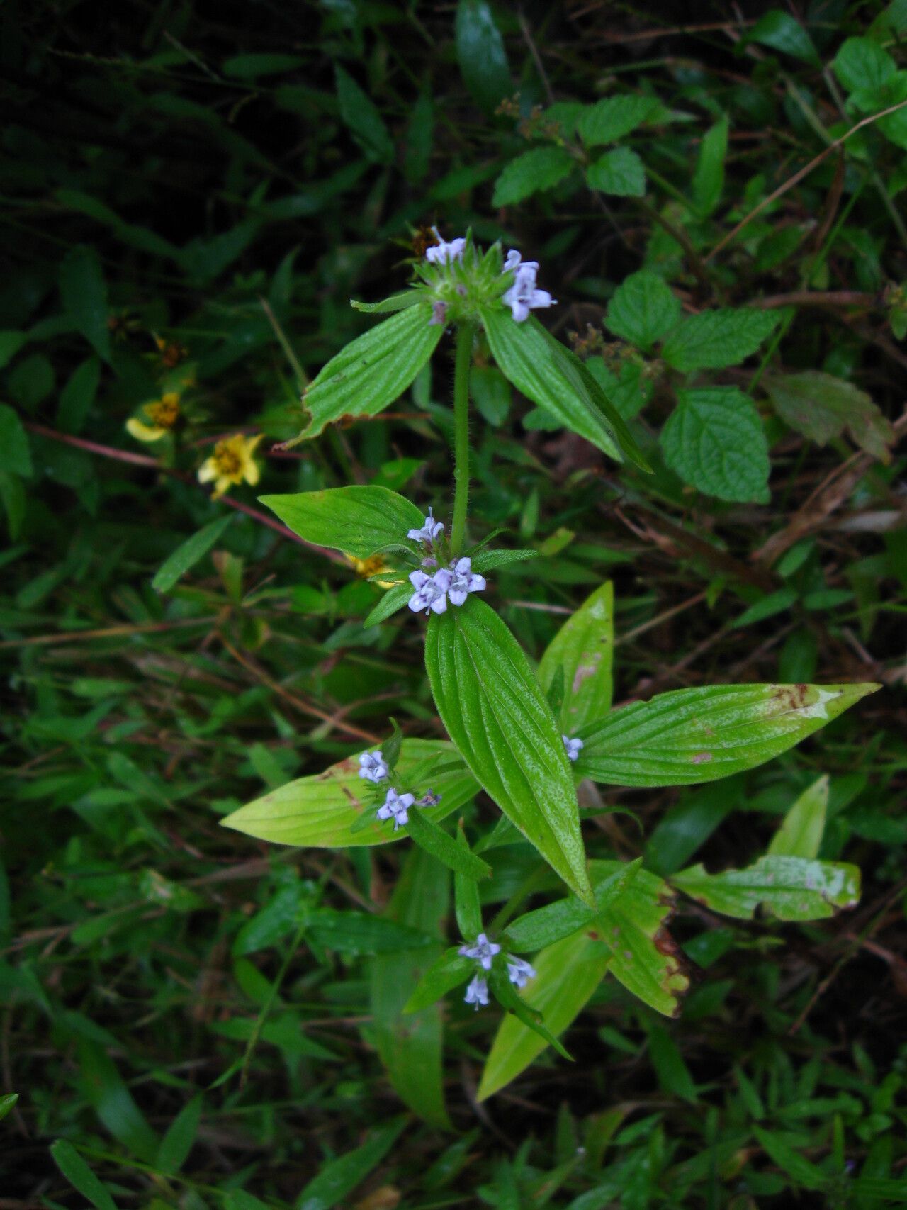 Spermacoce ruelliae habit